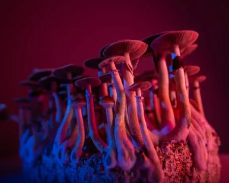 On Drugs by Justin Smith-Ruiu: A Philosophical Guide into Psychedelics